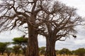 Huge two baobabs on the savanna of Tarangire National Park, in Tanzania, with yellow grass below it Royalty Free Stock Photo