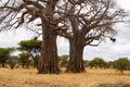 Huge two baobabs on the savanna of Tarangire National Park, in Tanzania, with yellow grass below it