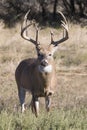 Huge typical whitetail buck with extra tall tines Royalty Free Stock Photo