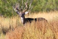 Huge typical whitetail buck Royalty Free Stock Photo