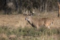 Huge typical whitetail buck with heavy antlers Royalty Free Stock Photo