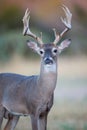 Huge typical whitetail buck in portrait Royalty Free Stock Photo