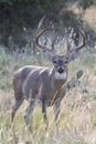 Huge typical whitetail buck in vertical photograph Royalty Free Stock Photo