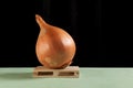 Huge ugly onion lies on a wooden pallet. Dark background, selective focus, copy space