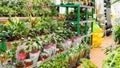 Huge variety of home potted plants in the garden section of the building materials hypermarket during the seasonal sale. Sale of