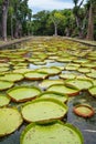 Huge Victoria Amazonica water lily leaves which can reach two meters in diameter floating on the pond in Sir Seewoosagur Ramgoolam Royalty Free Stock Photo