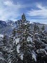 Huge view of snow on top of tree leaves.