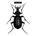 Huge Violet Ground Beetle hand drawn Illustration. Vintage illustrations of black bug sketch on white background. Vector insects