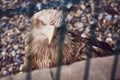 A huge vulture eagle looks at the camera through the cage bars of the aviary