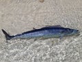 Huge Wahoo fish with beautiful dark blue color in a transparent lagoon and very shallow waters.