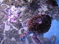 Huge water turtles swim in an open aquarium
