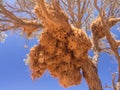 Huge weaver bird nest in Namibia, Africa Royalty Free Stock Photo