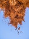 Huge weaver bird nest in Namibia, Africa Royalty Free Stock Photo