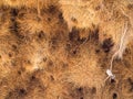 Huge weaver bird nest in Namibia, Africa Royalty Free Stock Photo