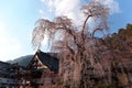 A huge weeping cherry tree Sakura with giant branches of flourishing blossoms