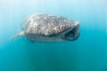 A huge whale shark accompanied by a small school of cleaner fish Royalty Free Stock Photo