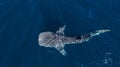 Huge whale shark during surface swimming near Ningaloo, Australia