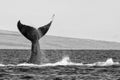 Huge Whale Tail in Hawaiian Seascape Black and White Royalty Free Stock Photo