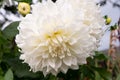 huge white dahlia flower close luxury double, floral gardening