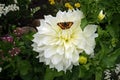 A huge white dahlia flower close-up with a beautiful butterfly. Royalty Free Stock Photo