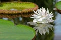 Huge white flower of Giant Waterlily (Victoria amazonica) blossoming in pond