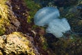 A huge white jellyfish swims near the stones. Royalty Free Stock Photo