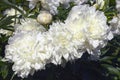 Huge Double White Peony. Fabulous creamy white bloom against the dark green foliage. Large flower Royalty Free Stock Photo