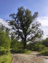 Huge white poplar tree