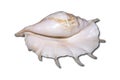 Huge white sea shell with a pearl tone Royalty Free Stock Photo