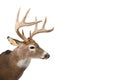 Huge whitetail buck isolated on white background