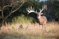 Huge whitetail buck in perfect light
