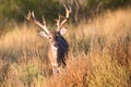 Huge whitetail buck in search of doe