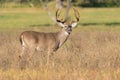 Beautiful calendar photo of big whitetail buck Royalty Free Stock Photo