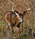 Huge whitetail buck