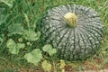 Huge and wide green marina di chioggia pumpkin lying on ground next to grape vine. Ripe dark green pumpkin in garden.