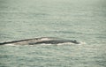 Huge Wild blue whale dives in indian ocean. Wildlife nature background. Adventure travel, tourism industry. Mirissa, Sri Lanka. Pr