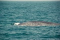 Huge Wild blue whale swimming in indian ocean. Wildlife nature background. Space for text. Adventure travel, tourism industry. Mir