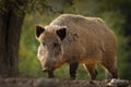 Huge wild boar coming towards the camera Royalty Free Stock Photo