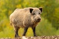 Huge wild boar