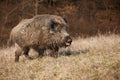 Huge wild boar with open mouth on a meadow with dry grass