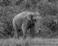 Huge wild elephant in black and white