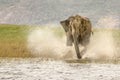 Huge wild elephant charging with splashing water