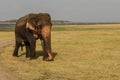 Huge wild elephant , Srilanka