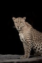 Huge wild female leopard or panther extreme close up Fine art image or portrait in wildlife animal safari at forest of central