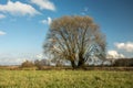Huge willow tree with dry leaves growing on a green meadow Royalty Free Stock Photo