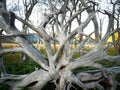 A huge wood with magnificent branches.