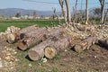 Huge wood pieces alongside trees and fields