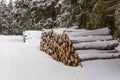 Huge wood pile in the forest covered with snow