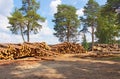 Photo made in Russia. Huge woodpile of freshly harvested beech l Royalty Free Stock Photo