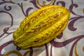 Huge yellow cocoa pod on a floral background. Tropical fruit, just hand picked, cocoa beans for dark chocolate